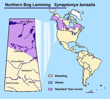 Northern Bog Lemming