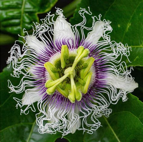 Granadilla Flower