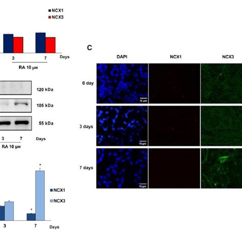 Ncx And Ncx Expression In The Differentiated Sh Sy Y Human