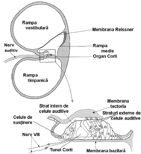 Urechea Interna