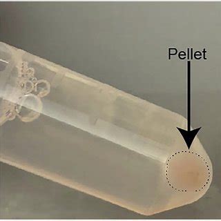 Example cell pellet in 2 mL microcentrifuge tube This pellet is large ...