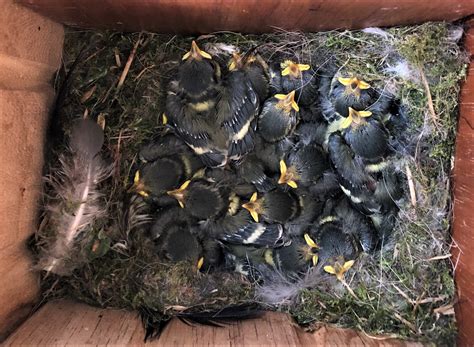 geboortegolf de glind belangenvereniging