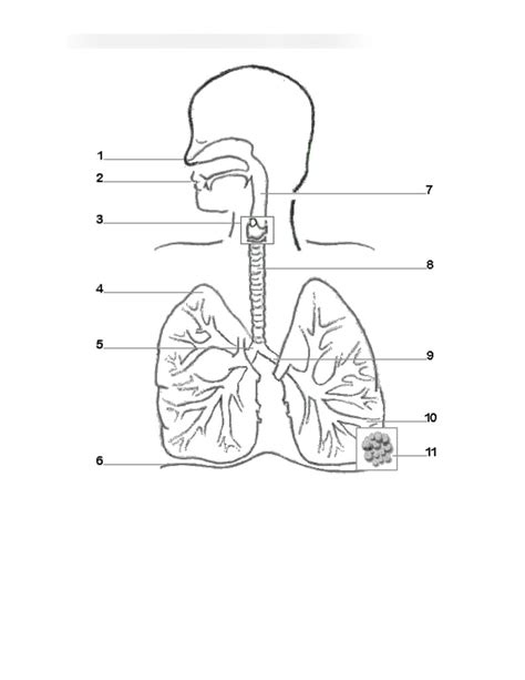 diagram  respiratory system diagram quizlet
