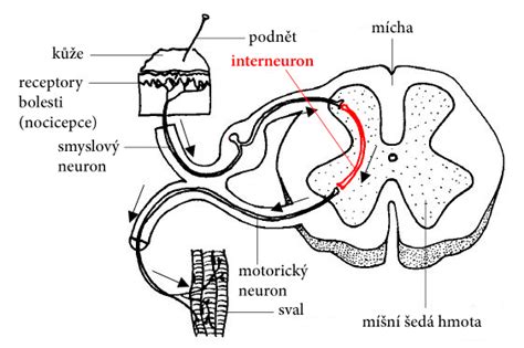 Sensory Neuron Interneuron Motor Neuron