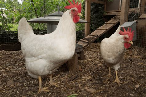 Leghorn Chicken An Overview The Happy Chicken Coop