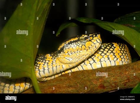 Wagler S Pit Viper Tropidolaemus Wagleri Also Known As Temple Viper