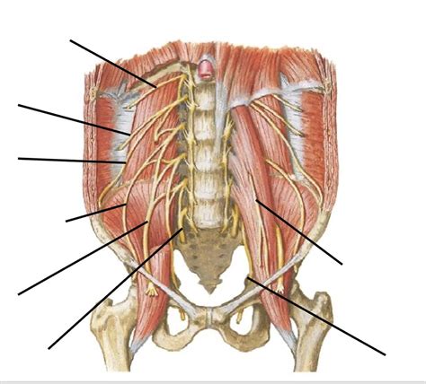 Nerves Of Lower Extremity Diagram Quizlet