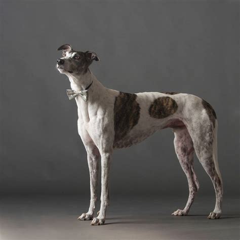 Are Sighthound The Most Intelligent Dogs