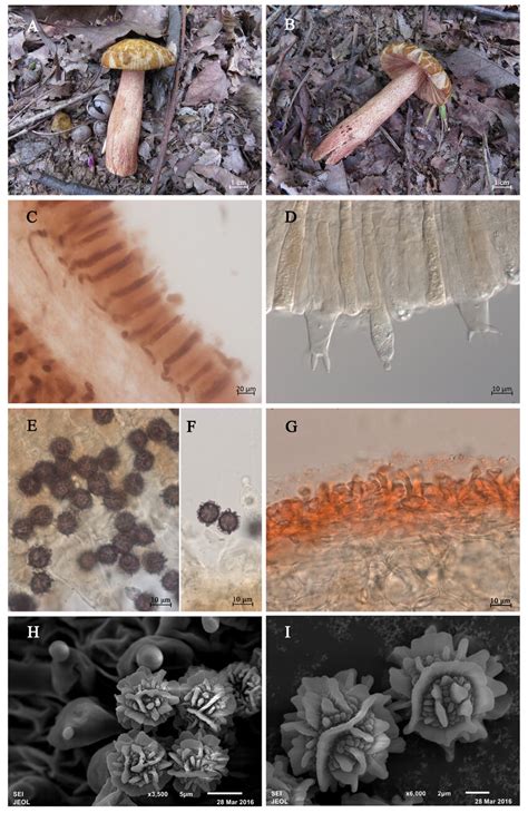 Basidiomata And Microscopic Structures Of Russula Subpunctipes Drawn