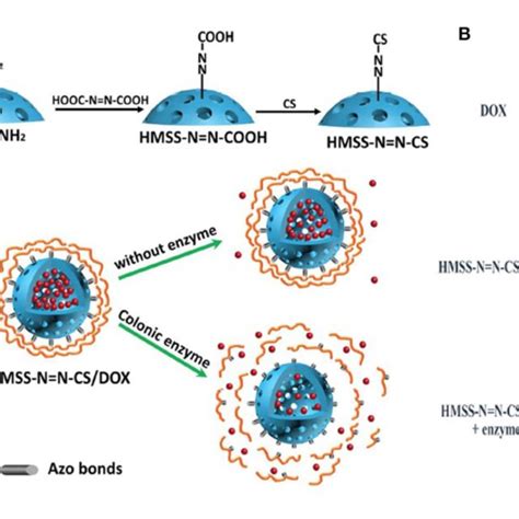 Schematic Illustration Of A Ros Stimuli Responsive Delivery Of Pphc