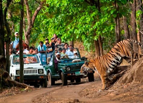 Jaipur Ranthambhore Tour Hir International