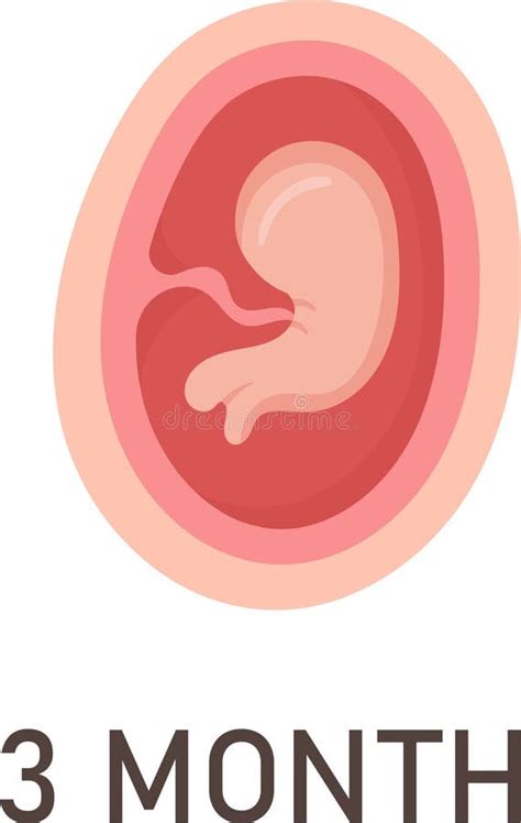 Human Embryo Development Nine Month Stages Medical Infographic Element