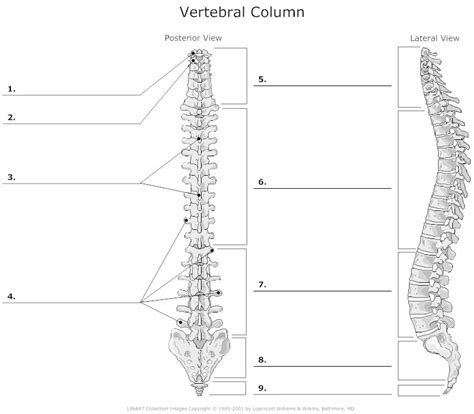 PN 103 Chapter 8 Skeletal System Vertebral Column Diagram Quizlet