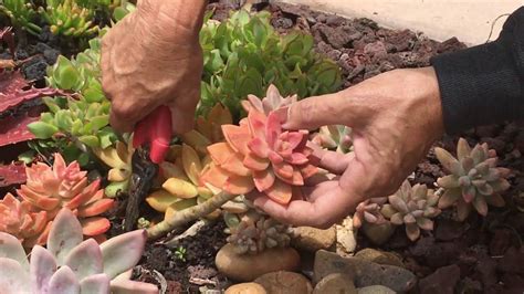 How To Prune Your Succulents Youtube