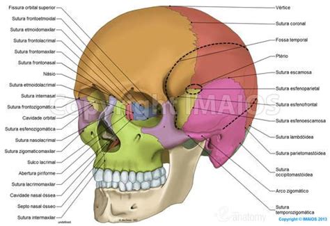 sutura parietomastóidea Pesquisa Google Anatomia dos ossos