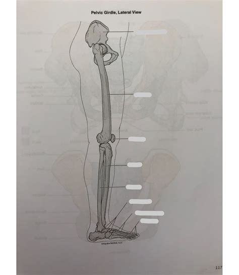 Pelvic Girdle Lateral View Diagram Quizlet