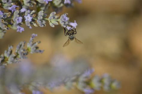 Campos De Lavanda Brihuega Pedro Ortega Flickr