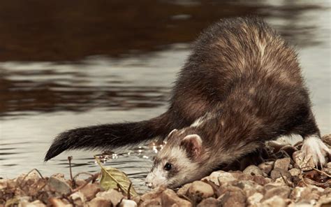 Can Ferrets Swim A Guide To Ferret Swimming Safety And Fun