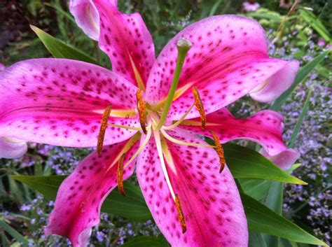 A Guide To Growing Spectacular Stargazer Lilies Dengarden