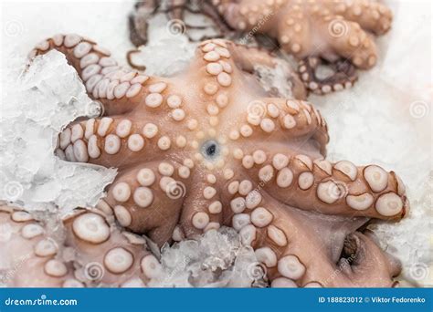 Fresh Octopus On Ice In The Market Fresh Seafood In A Shop Window