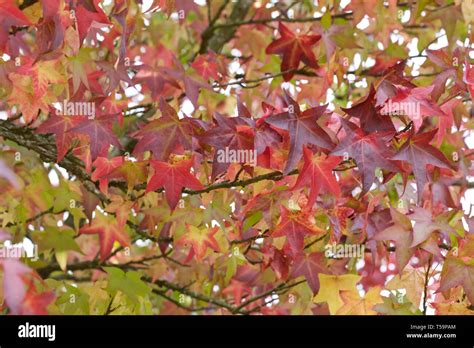 Liquidambar Styraciflua Autumn Hi Res Stock Photography And Images Alamy