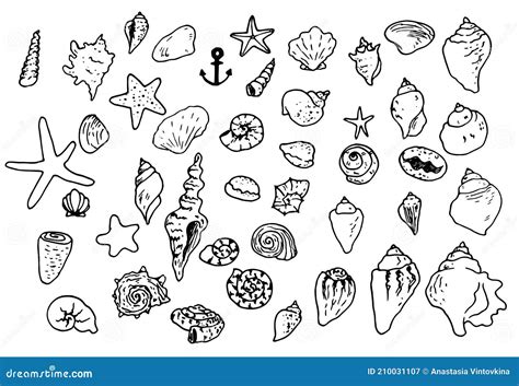 Vector Set Sea Shells And Pearls Different Shapes Clamshells