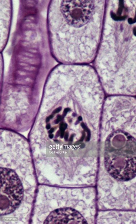 Prophase 500x At 35mm Onion Root Tip Shows Chromosomes Spindle