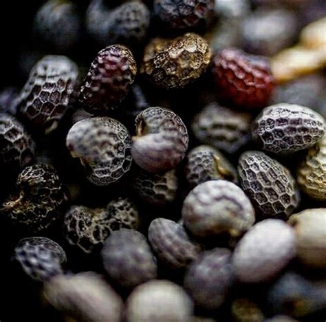 Семена Мака Фото – Telegraph