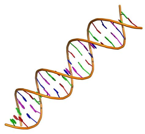 The Potential Role Of Junk DNA Sequence In Aging Cancer