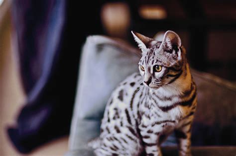 Bengal Cat Breed Information & Characteristics