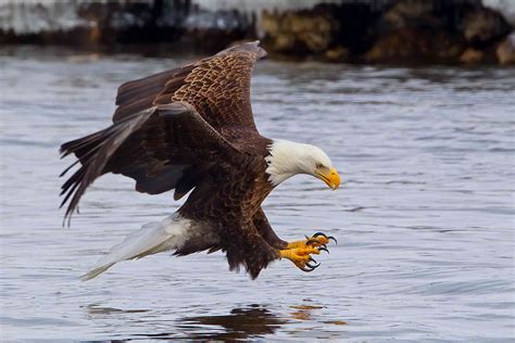 The Endangered Species Act: Summary and Impact
