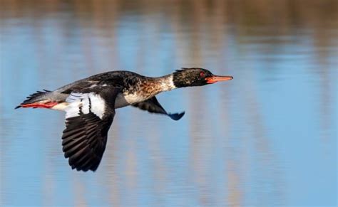 Las aves y animales que vuelan más rápido del mundo Arg Animals