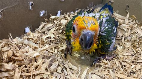 Feeding Our Cute Sun Conure Chick 🐥 Youtube