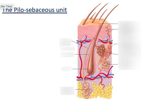 8 - pilosebaceous unit Diagram | Quizlet