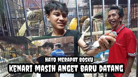 Kios Ini Lagi Banyak Kenari Ratusan Ekor Baru Datang Masih Hangat Kios