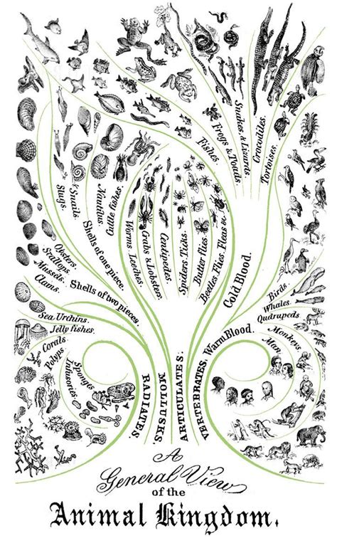 Evolution Science, Theory Of Evolution, Biology Notes, Science Biology, Darwin Tree Of Life ...