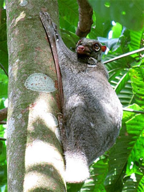 tide chaser colugo colugo colugos