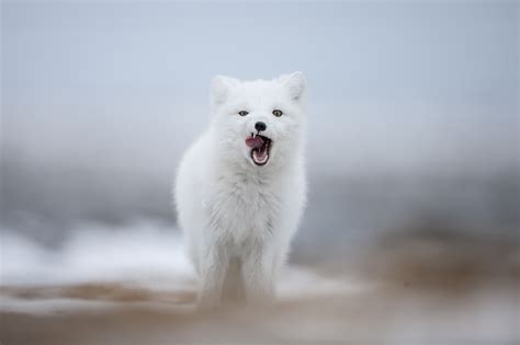 Polar Bear Mother & Newborn Cubs Safari