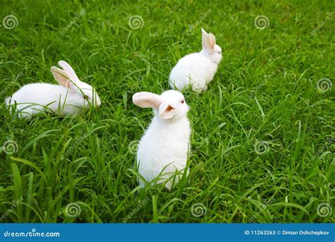 Tr S Coelhos No Gramado Imagem De Stock Imagem De Prado