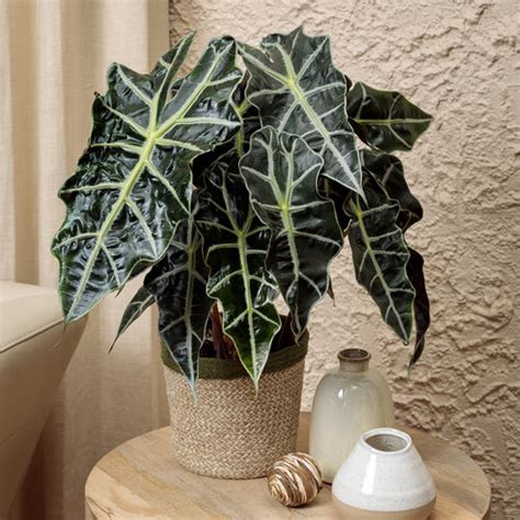 Mythic™ Nessie - Alocasia Polly - Alocasia x amazonica | Proven Winners