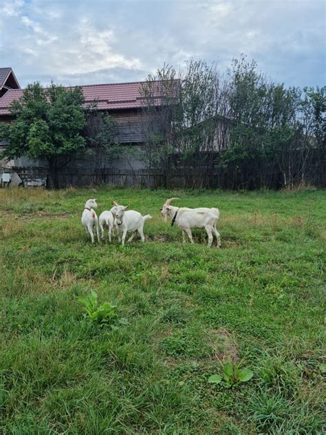 Vând capre saanen Moinesti OLX ro