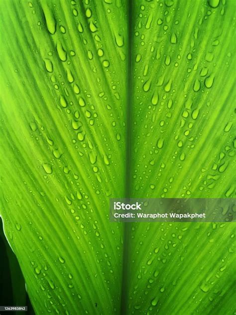 Rainwater On The Green Leaves After The Rain Stopped Stock Photo