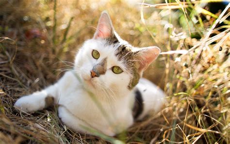 Wallpaper Grass Whiskers Kitten Fauna Lying Spotted Vertebrate