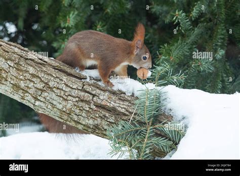 Ein Eichhörnchen mit Nuss im Mund das auf einem Baumstamm steht mit