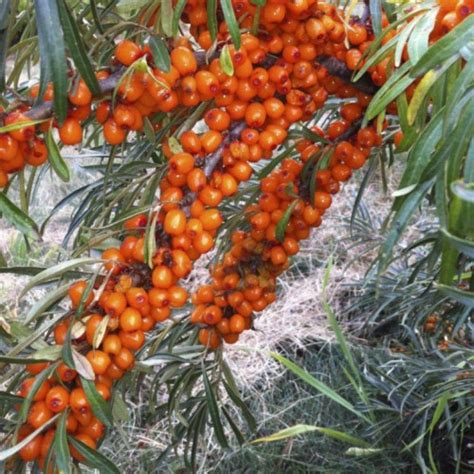 Купить саженцы Облепиха Золотой початок в Москве по цене 751 р. с ...