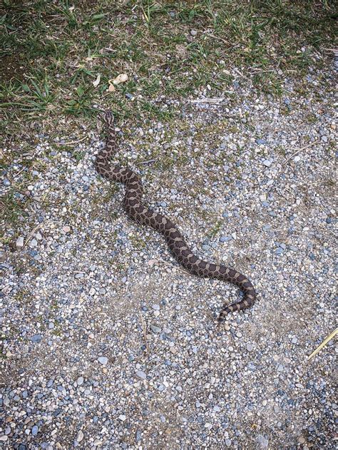 Rare Massasauga Rattlesnake I Was Honored To Stumble Upon Michigan Us