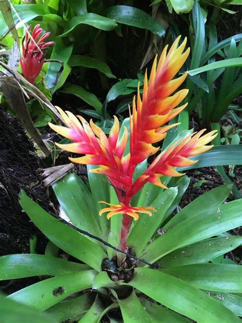 Bromeliads And Tillandsias Paluma Our Village In The Mist