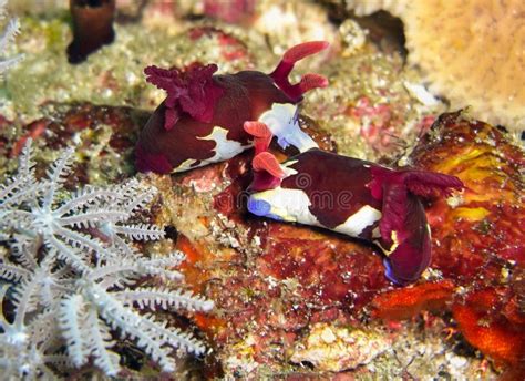 Sea Slug Or Nudibranch Nembrotha Purpureo Lineata In The Filipino Sea