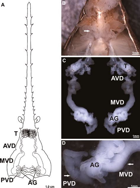 Schematic Drawing And Gross Morphology Of The Male Reproductive System Download Scientific