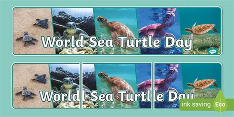 World Sea Turtle Day Photo Banner Teacher Made Twinkl